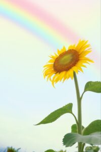 月次支援金の登録確認機関になりました🌟事前確認を承っております