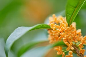 表装のお稽古作品が木太町のワンズカフェさんに出展されています