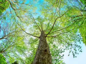 事業復活支援金の申請が６月１７日（金）まで延長！あわせて香川県営業継続応援金第４次も始まっています🌟