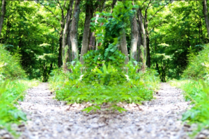 【お役立ちミニ講座vol.14】働くシニア世代必見！働きながら老齢年金を受けるとき知っておきたいあれこれ（その2：主に65歳以上の人対象）📝