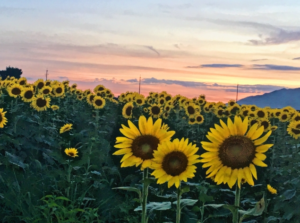 各種お問い合わせフォームを充実させました！＋Chatwork（チャットワーク）でのお問い合わせも可能になりました🌟