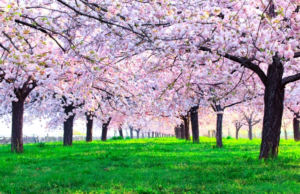 オフィスこころの就業規則等各種規程作成プランのご案内です🌸