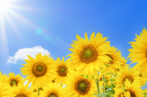 「テレワークやWeb会議システムの導入、男性の育児休業取得、多様な働き方の推進」を検討されている中小企業事業主様へ🌟香川県の「働き方改革推進助成金」が利用できるかもです🌼