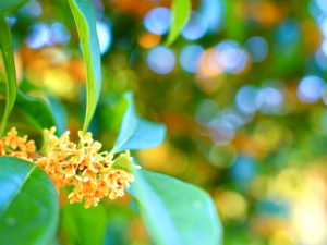 主に「オフィスこころ×顧問先様等」で利用しているシステムの概要をわかりやすくまとめてみました🌼