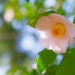 【お役立ちミニ講座vol.28】来年度は改正になった育児介護関連の法令の施行ラッシュ！これから増える可能性が高い介護関係の改正内容を一挙公開🌼