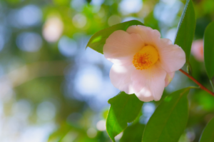 【お役立ちミニ講座vol.28】来年度は改正になった育児介護関連の法令の施行ラッシュ！これから増える可能性が高い介護関係の改正内容を一挙公開🌼