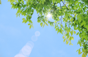 【お役立ちミニ講座vol.29】６５歳までの高年齢者雇用確保措置が完全義務化！高年齢者の雇用管理に関するお役立ち情報をまとめてみました📔